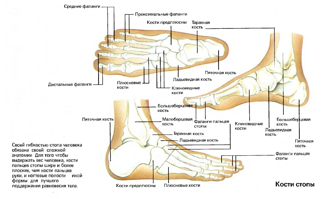 Часть ноги на б. Стопа строение костей схема. Строение ноги стопы сбоку. Костное строение стопы. Стопа строение костная анатомия.