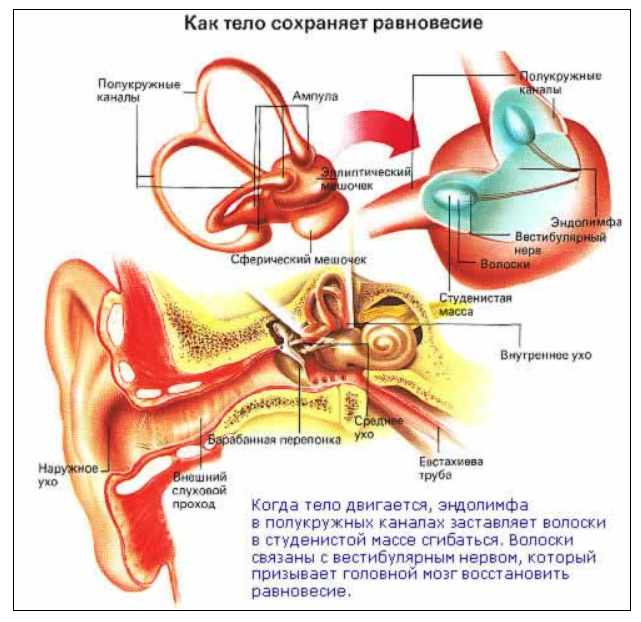 Внутреннее ухо равновесие. Орган равновесия. Нервный путь органа равновесия. Нерв органа равновесия. Проводящий путь органа слуха и равновесия.